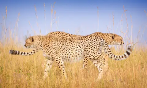 Vicki Jauron Two cheetahs walking past each other