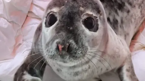 GSPCA Seal pup