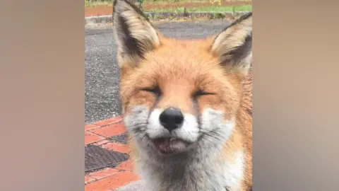 Anna's Rescue Centre  Fox