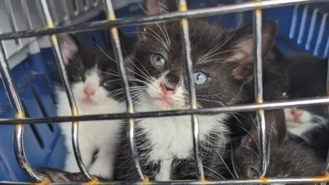 RSPCA Seven abandoned kittens