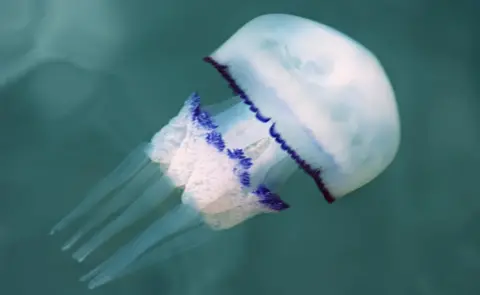 Getty Images The sting of a barrel jellyfish is usually not harmful but it is best not to touch them