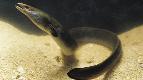 DEA/A CALEGARI/GETTY European eel