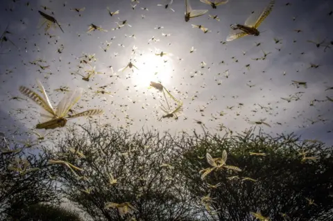 EPA A desert locust swarm flies over a bush