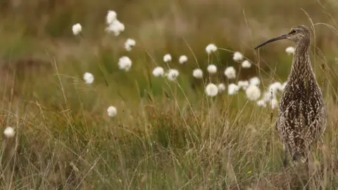 Norrie Russell Curlew in Flow Country