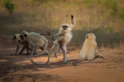 Sarosh Lodhi Langurs