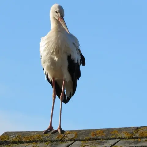 burnham-on-sea.com White stork