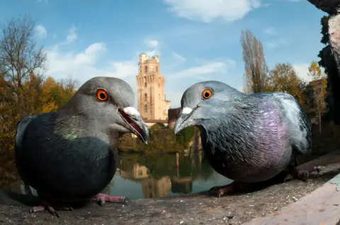 Paolo Crocetta / Bird Photographer of the Year Pigeons