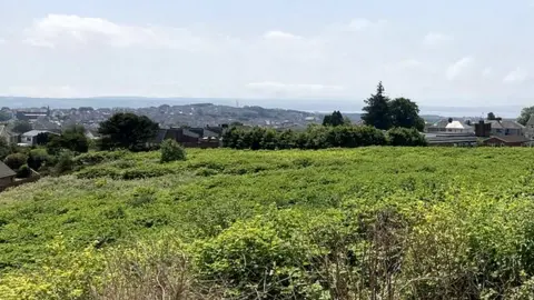 Richard Youle Knotweed on land in Llanelli