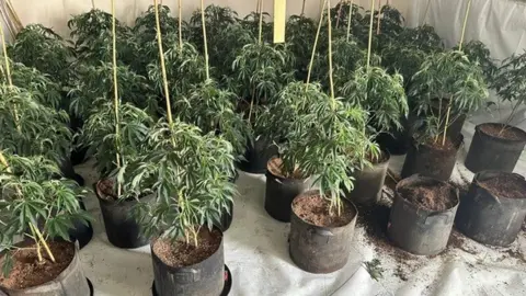 West Mercia Police Cannabis