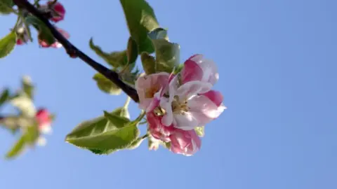 Getty Images Apple blossom