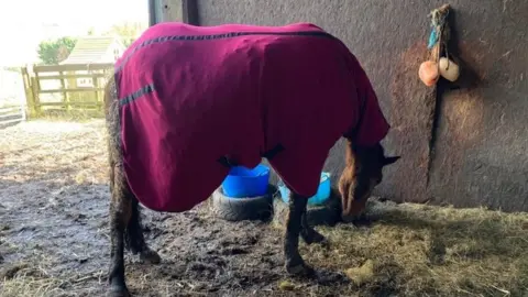 Scottish Fire and Rescue Service Ace the horse