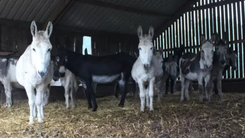 RSPCA The donkeys on the farm