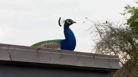 A peacock on a roof
