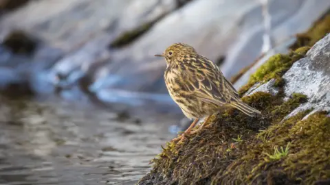 SGHT South Georgia pipit