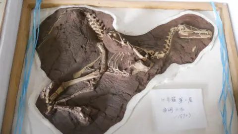 Dinosaurs of China A dinosaur fossil packed for travel - Lufengosaurus