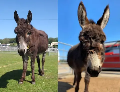 The Isle of Wight Donkey Sanctuary Jill and Anjelica