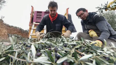 Getty Images Spanish olive farmers