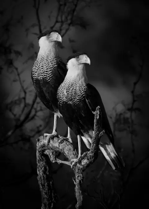 Dinorah Graue Obscura Two crested caracara birds on a tree branch, Texas. USA