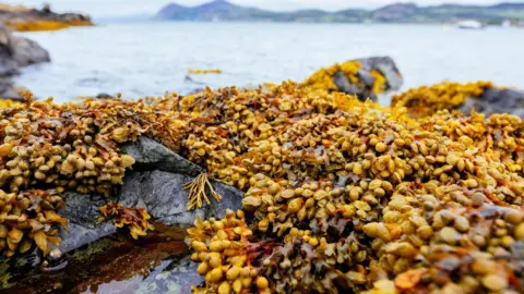 Lewis Jefferies/WWF Seagrass on Welsh coast