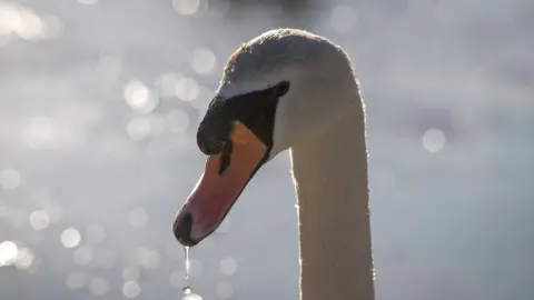 Getty Images Swan