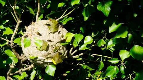 John De Carteret Asian hornet nest in Jersey