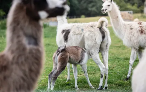 University of Reading Llamas (c) University of Reading