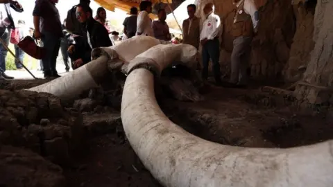 EPA A close up on the tusk of a mammoth skull