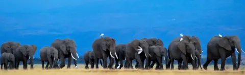 Getty Images Herd of elephants