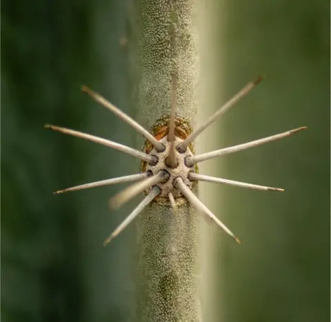 Debbie Armstrong A close-up of cactus spikes