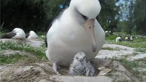 Jon Brack/Friends of Midway Atoll NWR Wisdom the albatross with her newly-hatched chick