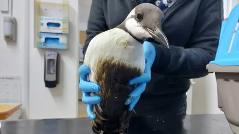 WRAS A guillemot which was found covered in oil