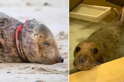 M Perring/RSPCA The seal on Waxham beach and at RSPCA East Winch