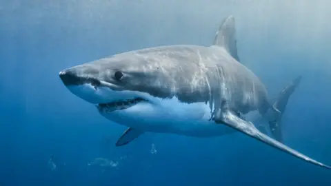 Getty Images A shark