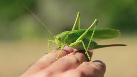 Getty Images grasshopper