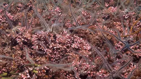 Graham Saunders / Nature Scot Maerl bed