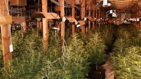 Cambrdigeshire Police cannabis factory