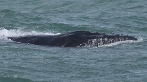 Close up of the humpback whale