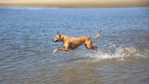 Janet Jenkins Lurcher in the sea