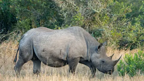 Getty Images The black rhino