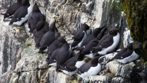 Getty Images Bridled common guillemot