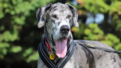 Dogs Trust Great Dane