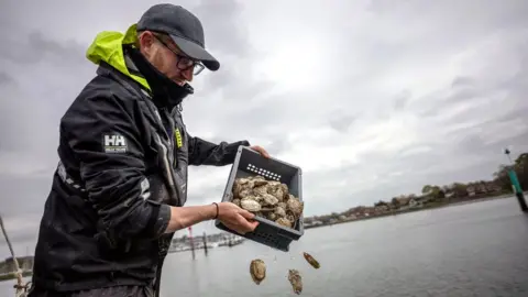 James Blake/Blue Marine Foundation Oysters being dropped into the River Hamble