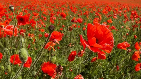 Getty Images Poppies