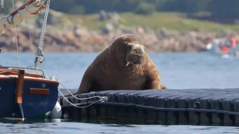 @barefootislanders Wally