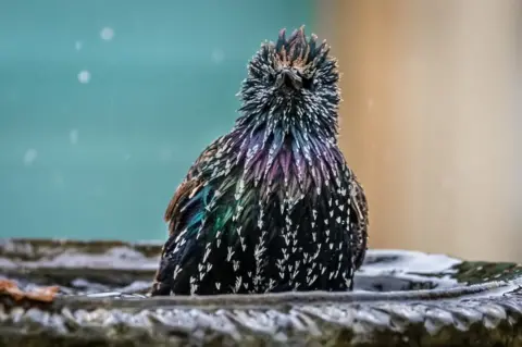 Anthony Morris A bird in a bird bath