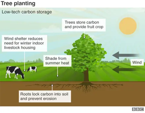 Getty Images Chart on tree planting