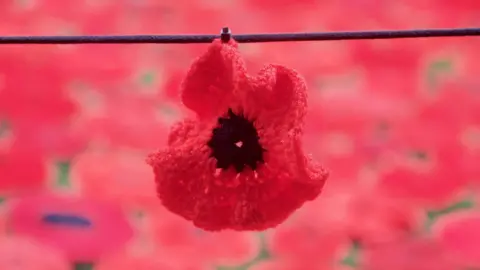 BBC Wellesbourne poppies