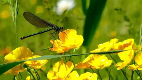 Queen Elizabeth Olympic Park Damselfly