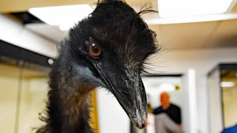 Middlesbrough Museum Museum exhibit