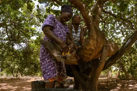 Ricci Shryock Quinta Cabi and Meia Nianta squeeze the juice from cashew apples. They will ferment the juice and then sell it as cashew wine for domestic consumption. Nianta said they can make around 5,000 cfa a day from selling the locally made brew.